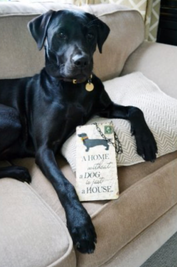 Houten HangBord met tekst DOG