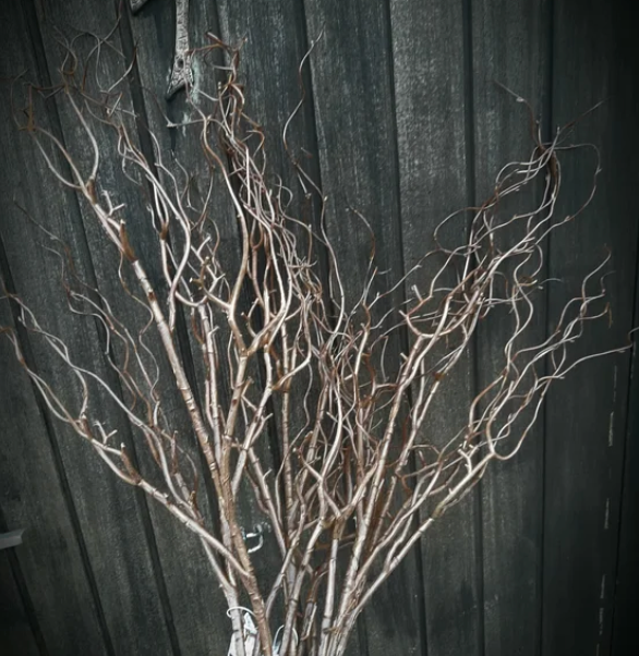 Kronkelwilg 102 cm bruin