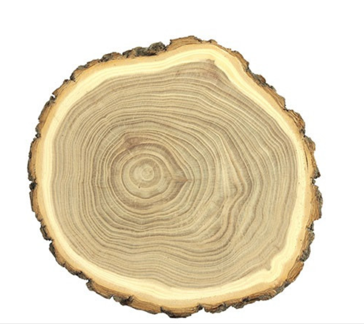 Decostar- Boomschijf rond Marnick L naturel
