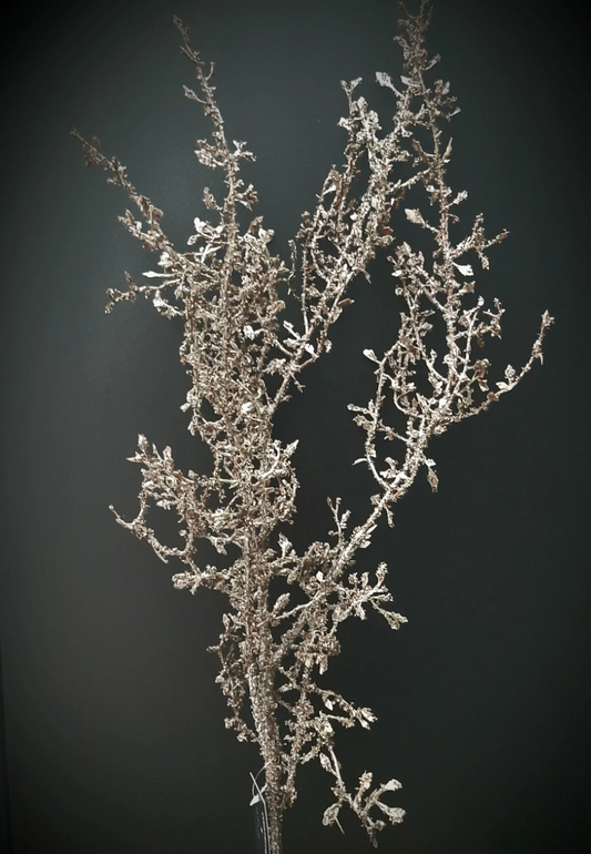 Corokia 100 cm bruin