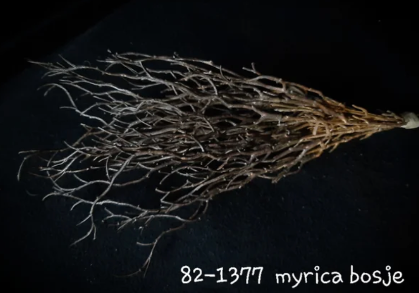 Myrica bosje takken 40 cm bruin