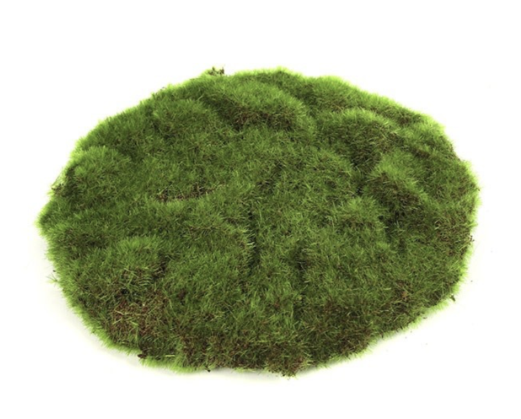 Deco Mosschijf Marchantiophyta Medium 22 cm