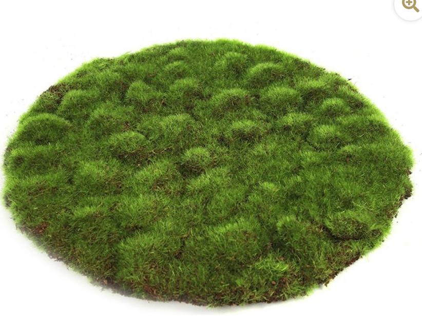 Deco Mosschijf Marchantiophyta Large 30 cm