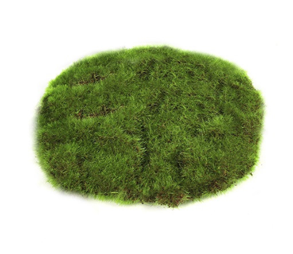 Deco Mosschijf Marchantiophyta Small 14 cm