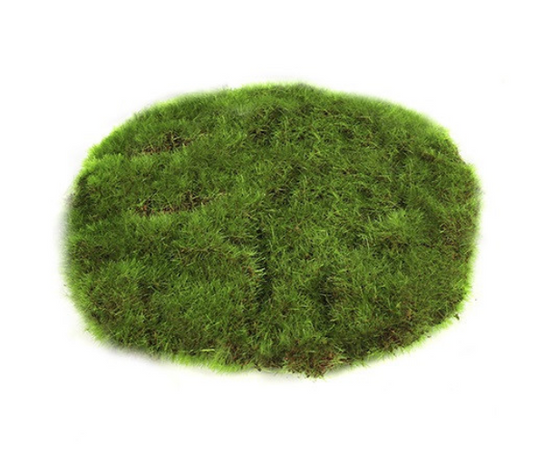 Deco Mosschijf Marchantiophyta Small 14 cm