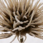 Boltze Flowers - Decoratieve Tak beige H25 cm